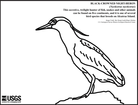 Black Crowned Night Heron Coloring Page